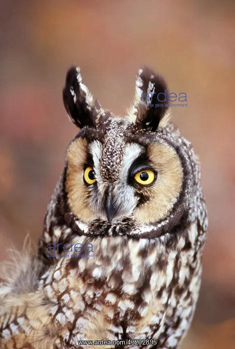 : Long-eared OWL - rotating, turning head, close-up : Long-eared OWL - rotating, turning head, close-up