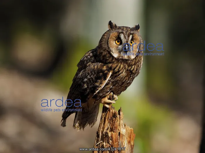 : Long-eared Owl-sitting on a stump of tree, Gemany : Long-eared Owl-sitting on a stump of tree, Gemany