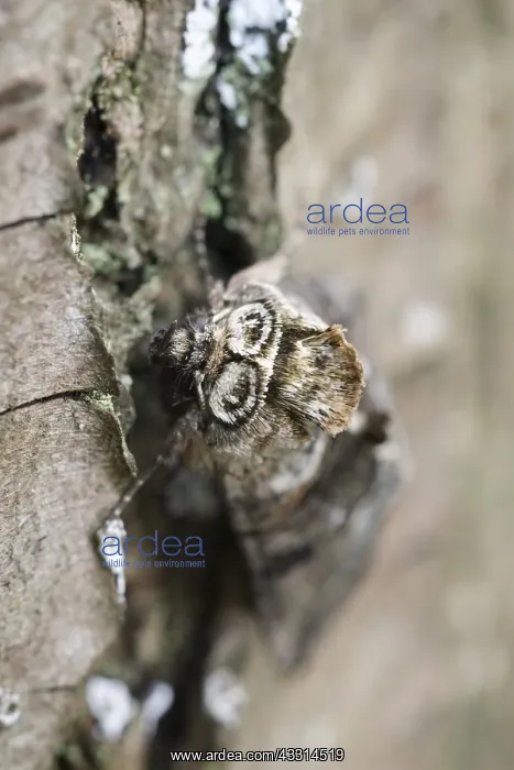 : Long-eared Owl-sitting on a stump of tree, Gemany : Long-eared Owl-sitting on a stump of tree, Gemany