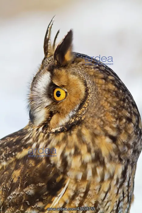 : Long eared Owl - in snow - close up : Long eared Owl - in snow - close up