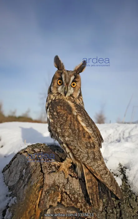 : Long eared owl - in snow - looking over shoulder : Long eared owl - in snow - looking over shoulder