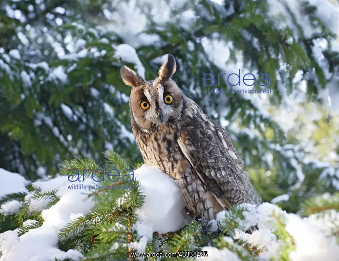 : Long eared Owl - in snow - perched in fir tree : Long eared Owl - in snow - perched in fir tree