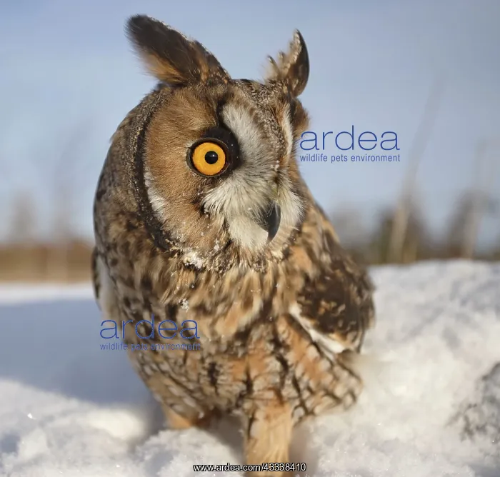 : Long eared Owl - in snow - wide angle : Long eared Owl - in snow - wide angle