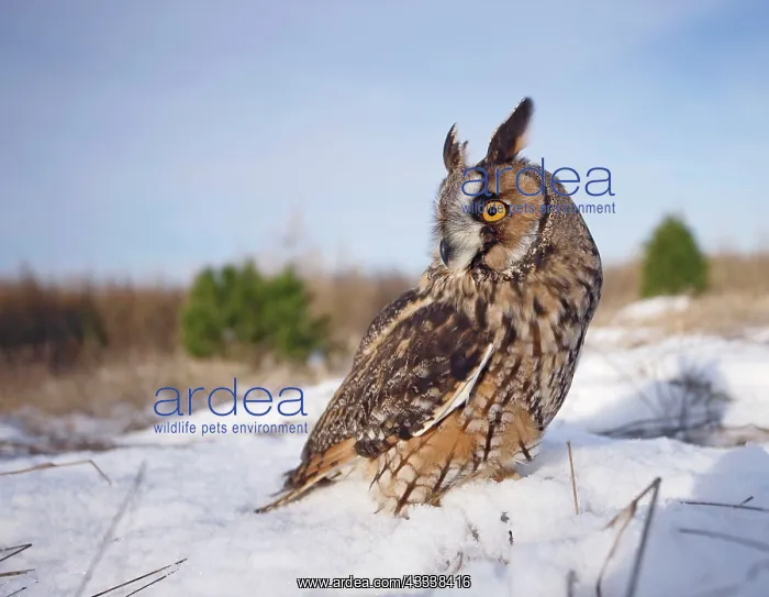 : Long eared Owl - in snow - wide angle : Long eared Owl - in snow - wide angle