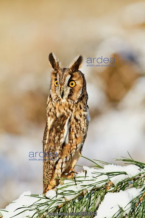: Long eared Owl - on snowy branch - camouflage posture : Long eared Owl - on snowy branch - camouflage posture