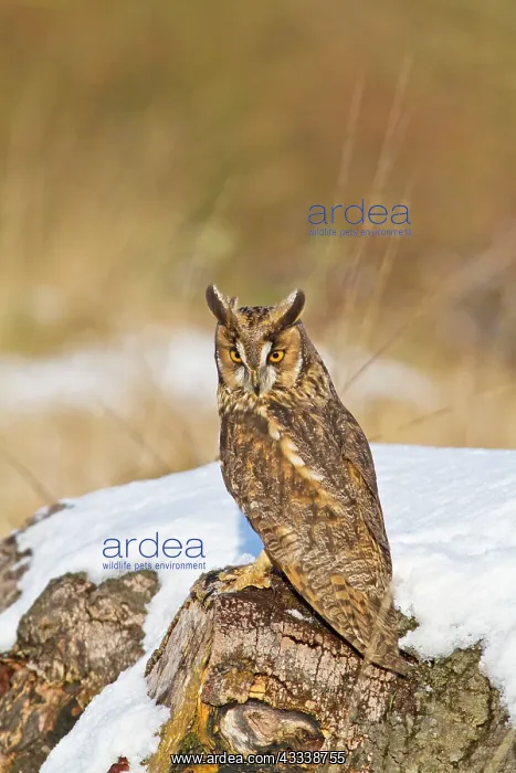 : Long eared Owl - on stump in snow : Long eared Owl - on stump in snow