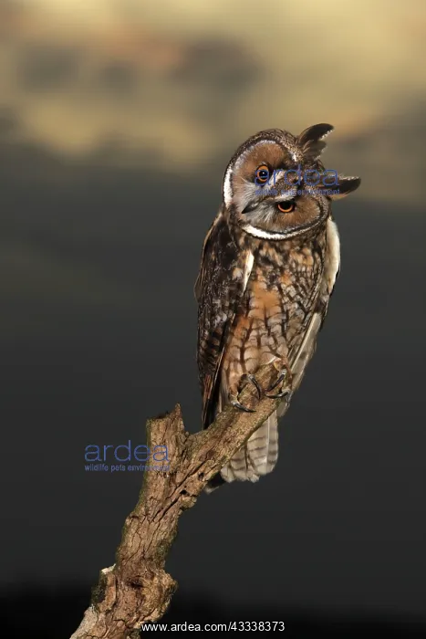 : Long Eared Owl - on stump at sunset : Long Eared Owl - on stump at sunset