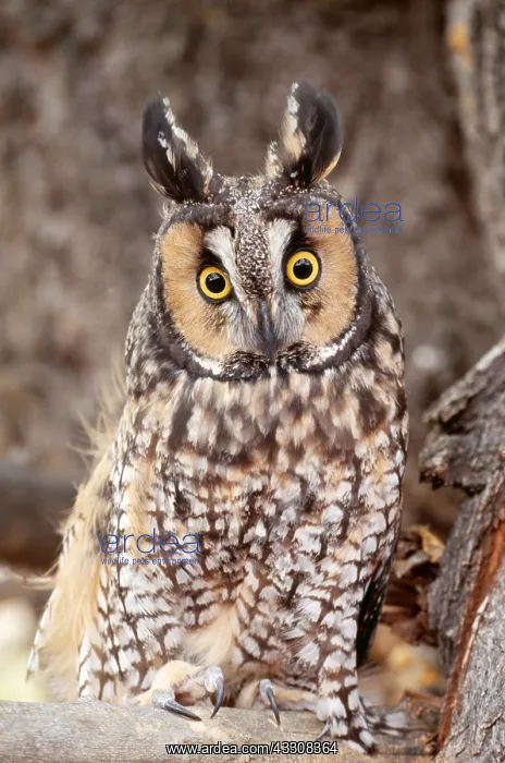  : Long-eared OWL - in tree