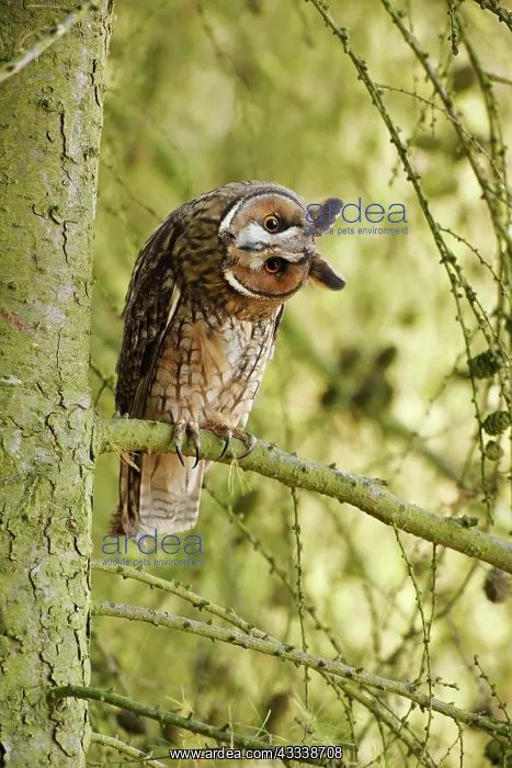 : Long eared Owl - turning head in larch tree : Long eared Owl - turning head in larch tree