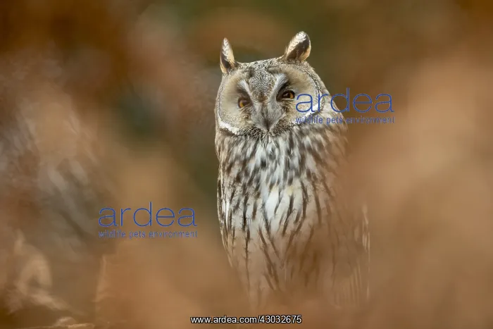  : Long Eared Owl - UK