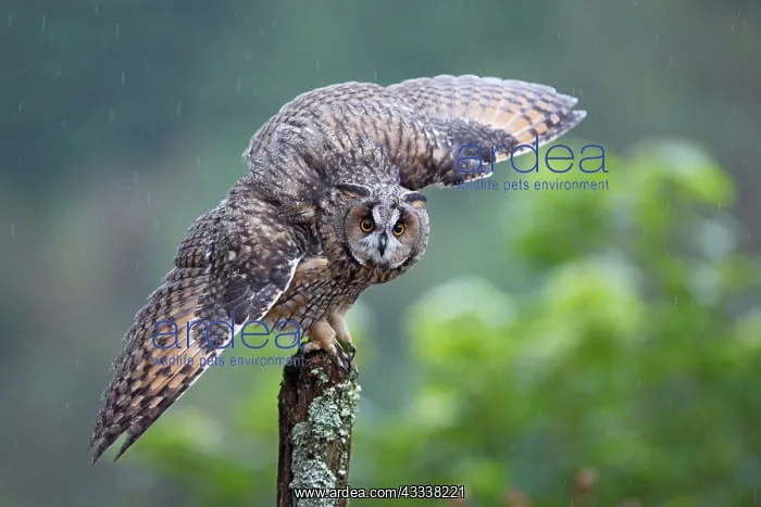 : Long eared Owl - wings spread in rain : Long eared Owl - wings spread in rain