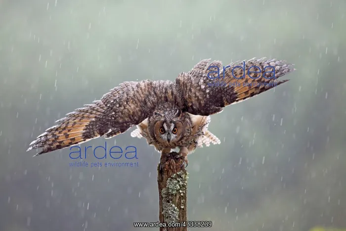 : Long eared Owl - with wings spread in rain : Long eared Owl - with wings spread in rain