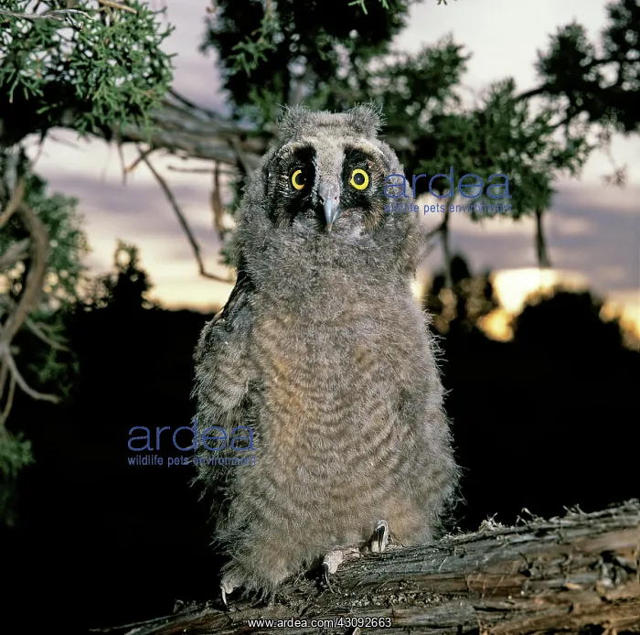 : Long-eared Owl young : Long-eared Owl young