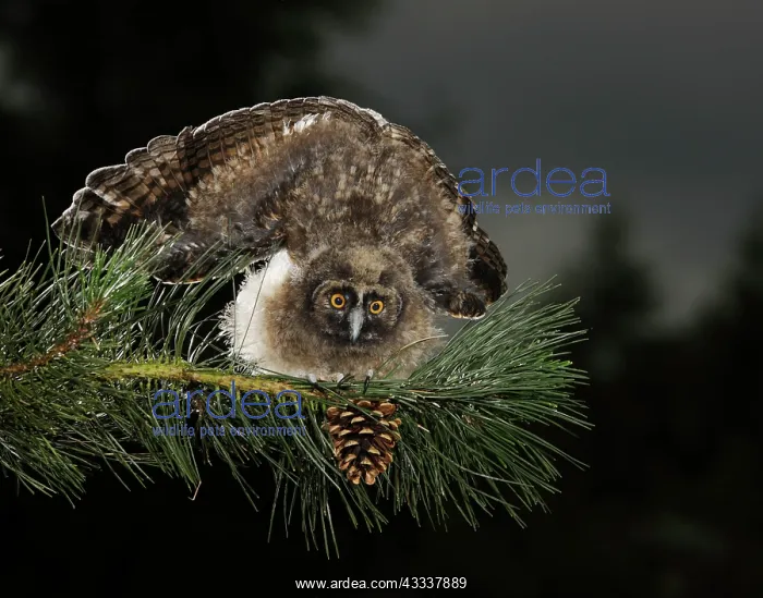 : Long Eared Owl - youngster at dusk - threat display : Long Eared Owl - youngster at dusk - threat display