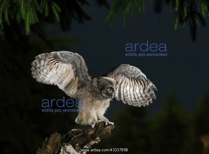 : Long Eared Owl - youngster at dusk - wing flapping : Long Eared Owl - youngster at dusk - wing flapping
