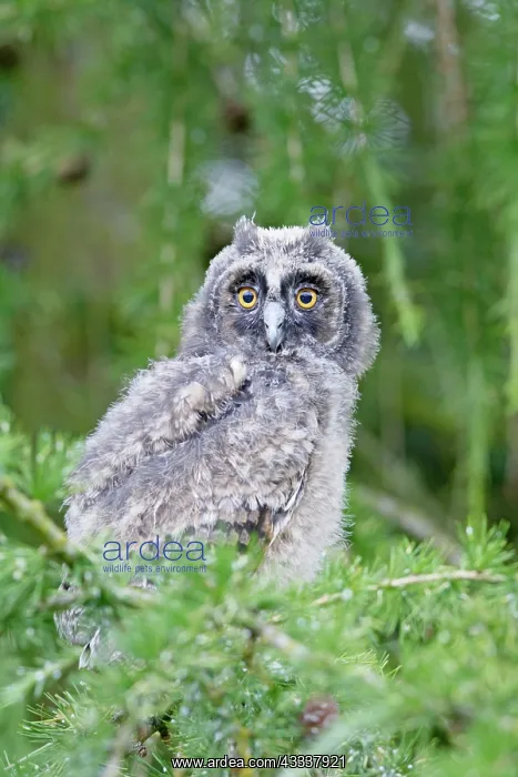 : Long Eared Owl - youngster in larch tree : Long Eared Owl - youngster in larch tree