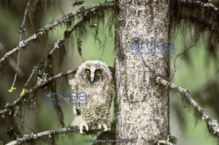 : Long-eared Owlet : Long-eared Owlet