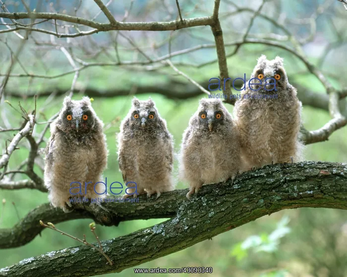 : Long-eared Owls : Long-eared Owls