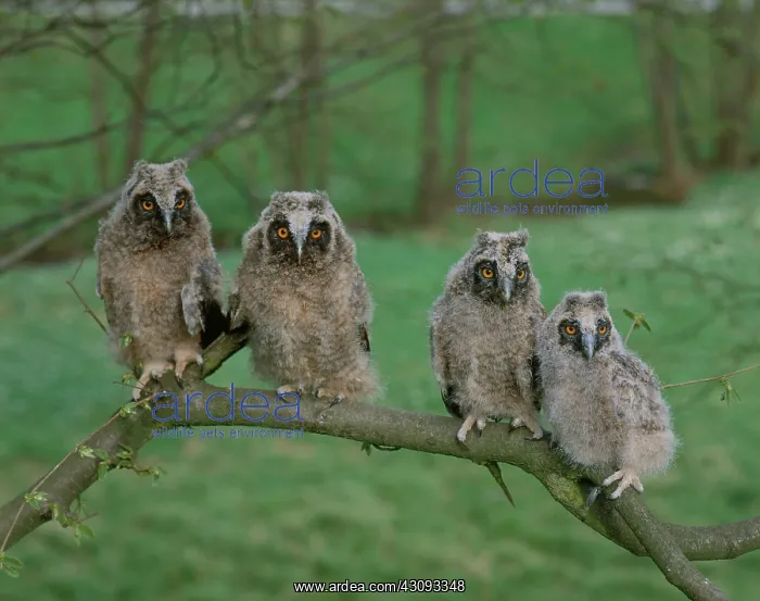 : Long-eared Owls : Long-eared Owls