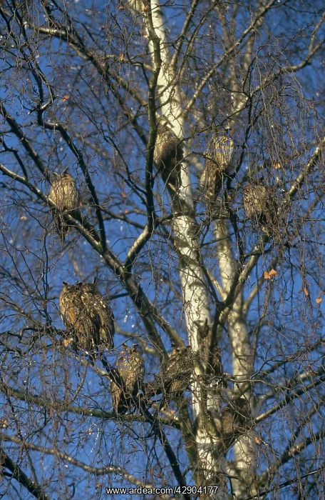 : Long Eared Owls - large group roosting in a treeSSS : Long Eared Owls - large group roosting in a treeSSS