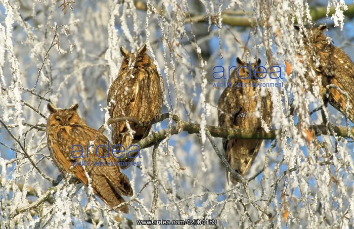 : Long-eared OWLS - x four in snow covered tree : Long-eared OWLS - x four in snow covered tree
