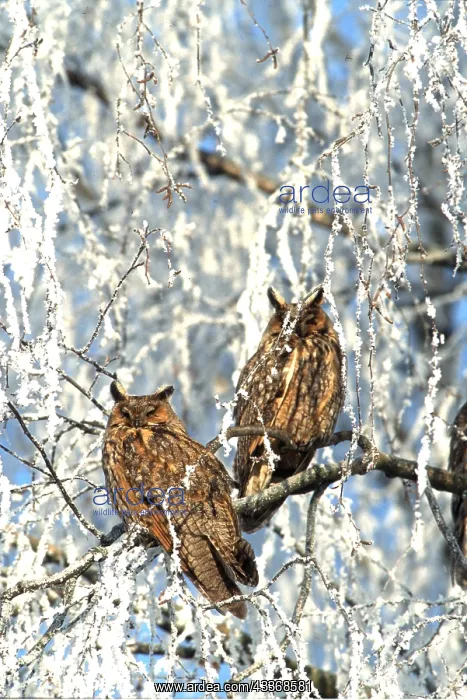 : Long-eared OWLS - x two in snow covered tree : Long-eared OWLS - x two in snow covered tree