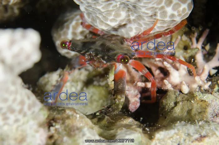  : Long-eyed Swimming Crab - night dive, NusaBay Menjangan Hote