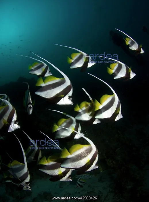 : Long Fin Bannerfish : Long Fin Bannerfish
