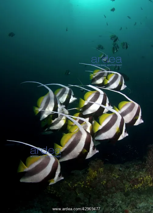 : Long Fin Bannerfish : Long Fin Bannerfish