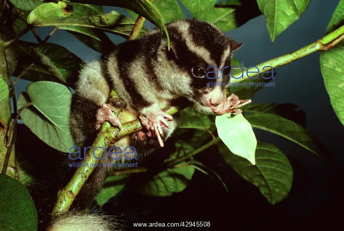 : Long-fingered Triok - a striped possum relatively : Long-fingered Triok - a striped possum relatively