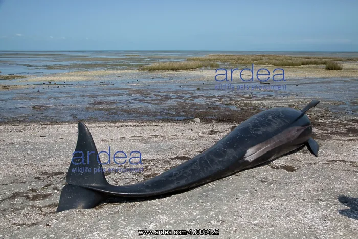 : Long-finned Pilot Whale : Long-finned Pilot Whale