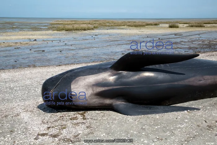 : Long-finned Pilot Whale : Long-finned Pilot Whale