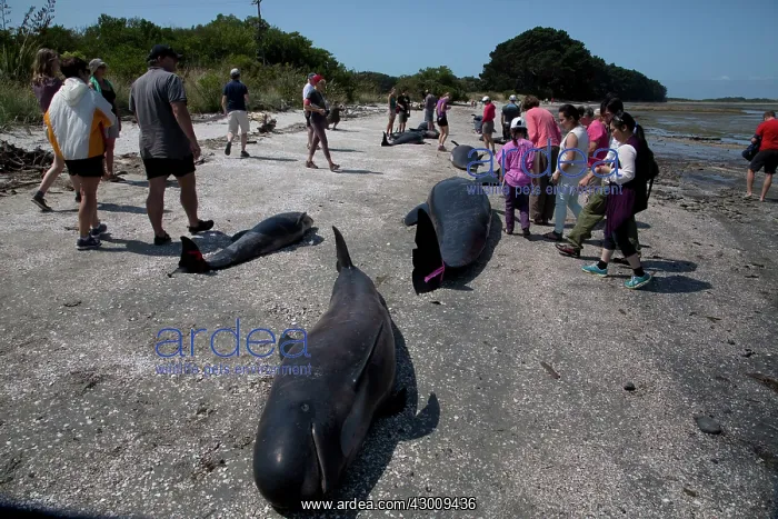  : Long-finned Pilot Whale