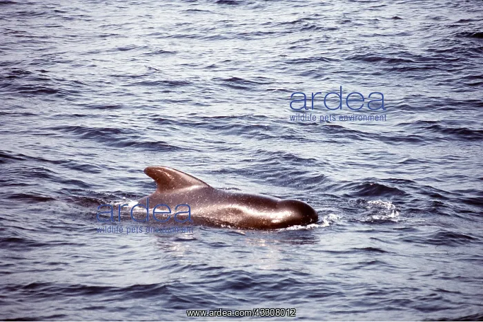 : Long-finned pilot WHALE : Long-finned pilot WHALE