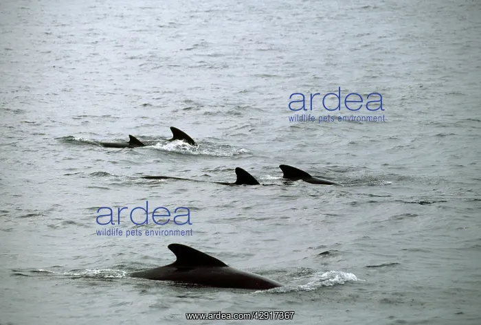  : LONG-FINNED PILOT WHALE - Five dorsal fins showing