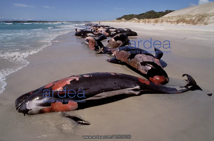 : Long-finned pilot whale (Globicephala melas) 1998 : Long-finned pilot whale (Globicephala melas) 1998