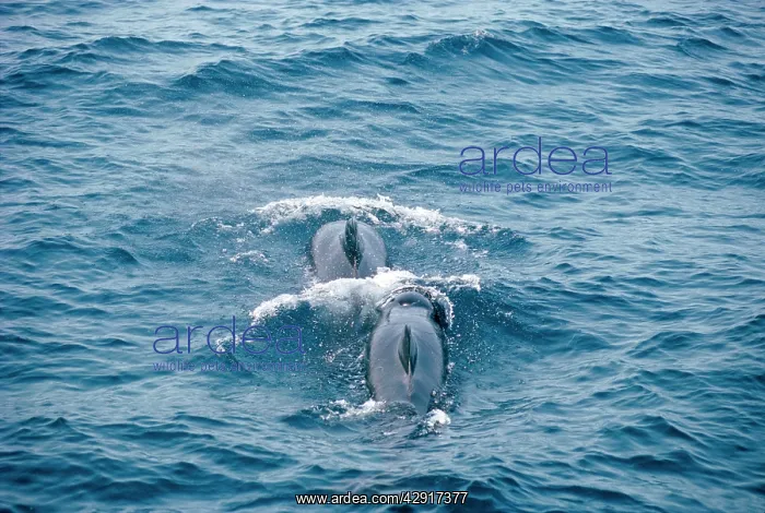 : Long-finned Pilot WHALE - x two : Long-finned Pilot WHALE - x two