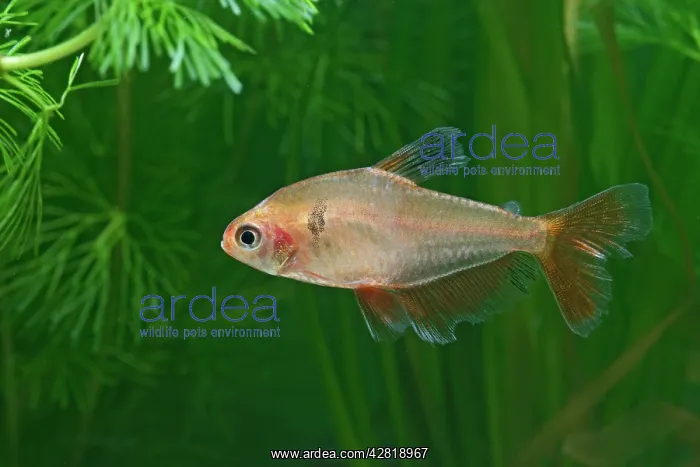 : Long finned Serape Tetra - side view by weeds : Long finned Serape Tetra - side view by weeds
