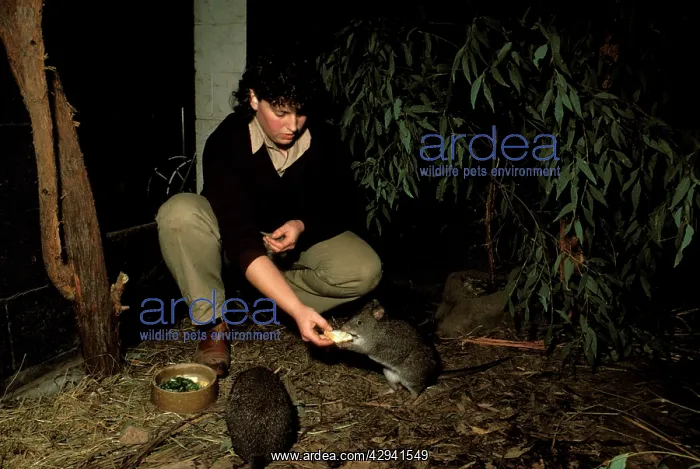: Long-footed potoroo.(Potorous longipes) being fed : Long-footed potoroo.(Potorous longipes) being fed