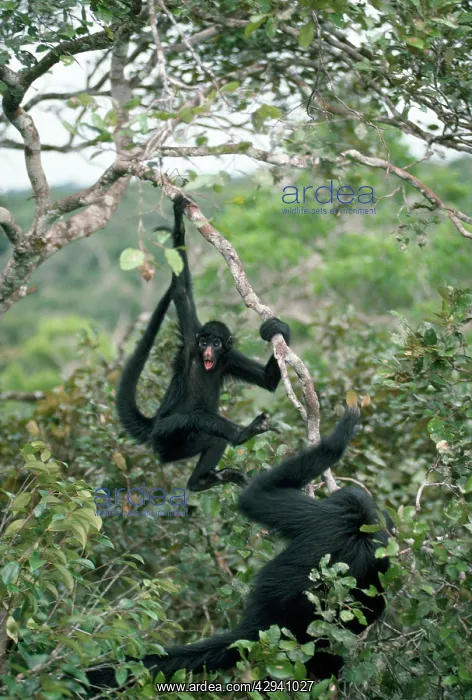 : Long-haired Black Spider Monkey : Long-haired Black Spider Monkey