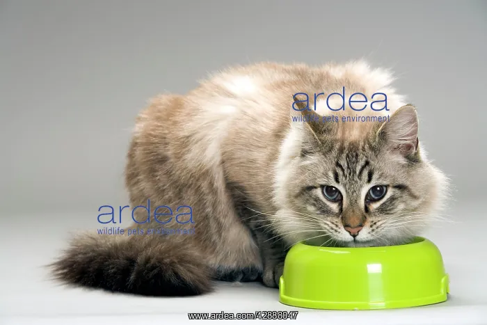 : Long-haired Cat - eating food from bowl in studio : Long-haired Cat - eating food from bowl in studio