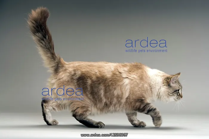  : Long-haired Cat - in studio