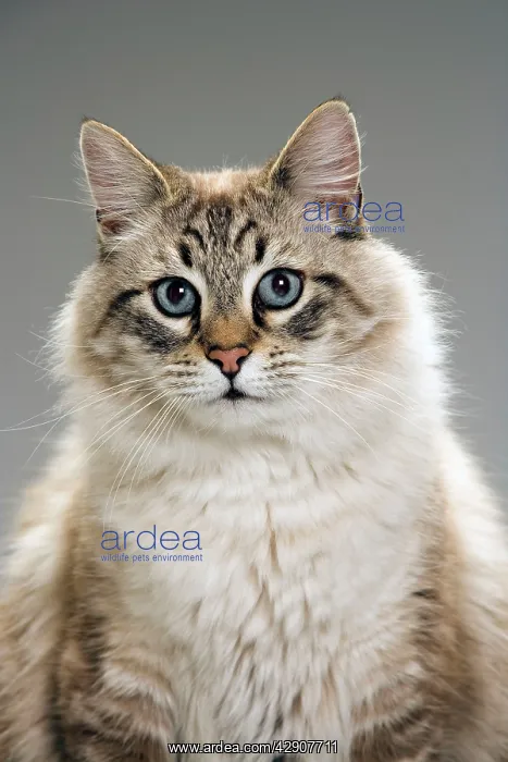  : Long-haired cat in studio