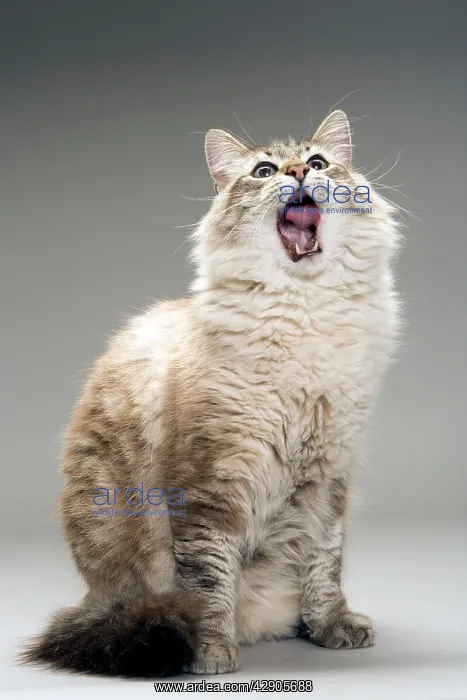  : Long-haired cat in studio - yawning