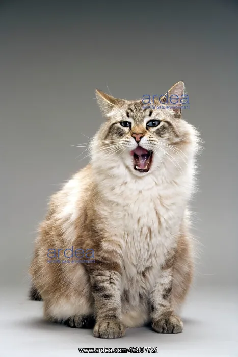  : Long-haired cat in studio - yawning