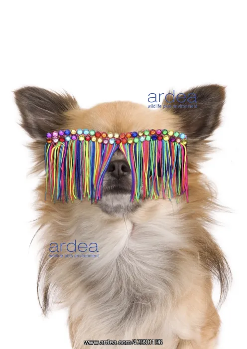  : Long-haired Chihuahua Dog, in studio wearing glasses