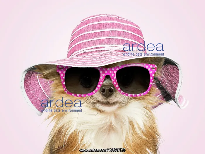 : Long-Haired Chihuahua Dog wearing sunglasses and summer hat : Long-Haired Chihuahua Dog wearing sunglasses and summer hat
