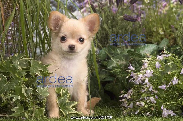  : Long Haired Chihuahua puppy outdoors