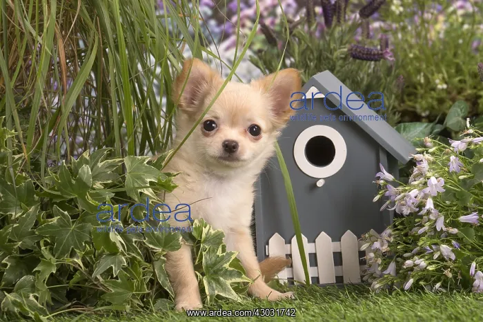  : Long Haired Chihuahua puppy outdoors