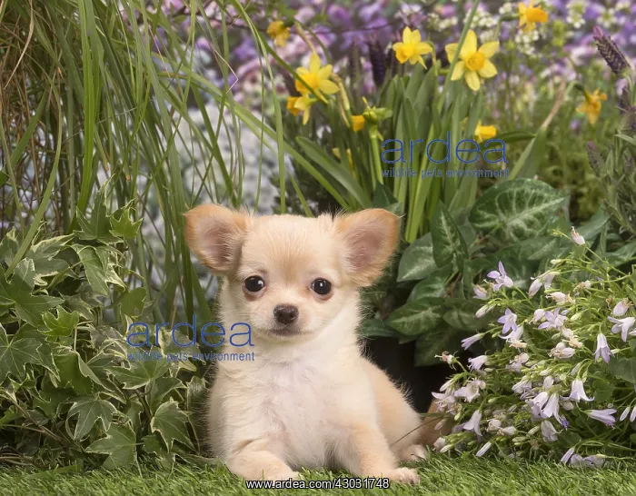  : Long Haired Chihuahua puppy outdoors